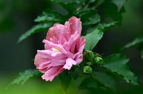 木槿花 花語|木槿花的花语及其寓意（解读木槿花的15种含义）